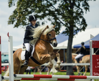 Internationale Haflinger Meisterschaft 2014