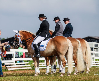 Internationale Haflinger Meisterschaft 2014