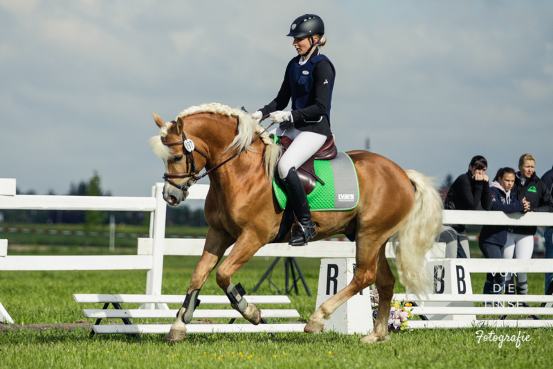 Internationale Haflinger Meisterschaft 2014