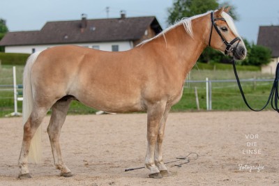 Perle 3